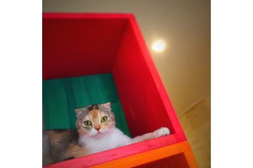 販売中のスコティッシュフォールドの親猫